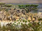 Dioz-Afrika_Elefanten_738_b