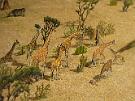 Dioz-Afrika_Giraffen_747_b